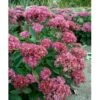 Sankthansurt 'Carl' Sedum Hybrid 'Carl' 1 Liter Potte -Montoz Butik mi3323 sedum carl 5599
