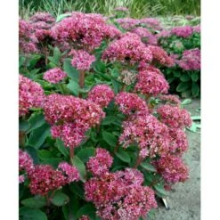 Sankthansurt 'Carl' Sedum Hybrid 'Carl' 1 Liter Potte