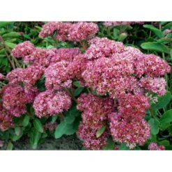 Sankthansurt 'Carl' Sedum Hybrid 'Carl' 1 Liter Potte -Montoz Butik mi3323 sedum carl b946