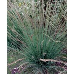 Blåtop 'Moorhexe' Molinia Caerulea 'Moorhexe' 1 Liter Potte -Montoz Butik mi3325 molinia caerulea moorhexe af35