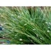Fjeld-blåaks Sesleria Caerulea 1 Liter Potte -Montoz Butik mi3326 sesleria caerulea 5756