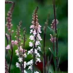 Torskemund 'Canon J. Went' Linaria Purpurea 'Canon J. Went' 1 Liter Potte