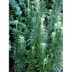 Blommebladet Taks 'Fastigiata' Cephalotaxus Harringtonia 'Fastigiata' Potte 5,0 Liter,- 50-60 Cm. -Montoz Butik mi3377 cephalotaxus harringtonia fastigiata 611f