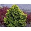 Solcypres 'Aurora' Chamaecyparis Obtusa 'Aurora' Potte 2,0 Liter,- 20-25 Cm. 2 Solcypres 'Aurora' Chamaecyparis Obtusa 'Aurora' Potte 2,0 Liter,- 20-25 Cm. -Montoz Butik mi3385 chamaecyparis obtusa aurora bc99