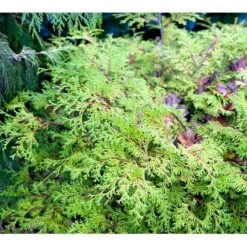 Solcypres 'Kamarachiba' Chamaecyparis Obtusa 'Kamarachiba' Potte 3,0 Liter,- 25-30 Cm. 12 Solcypres 'Kamarachiba' Chamaecyparis Obtusa 'Kamarachiba' Potte 3,0 Liter,- 25-30 Cm. -Montoz Butik mi3387 chamaecyparis obtusa kamarachiba 3bf5