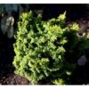 Solcypres 'Maureen' Chamaecyparis Obtusa 'Maureen' Potte 2,0 Liter,- 15-20 Cm. -Montoz Butik mi3388 chamaecyparis obtusa maureen 1241