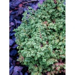 Solcypres 'Maureen' Chamaecyparis Obtusa 'Maureen' Potte 2,0 Liter,- 15-20 Cm. -Montoz Butik mi3388 chamaecyparis obtusa maureen 1d7b