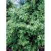 Solcypres 'Tsatsumi' Chamaecyparis Obtusa 'Tsatsumi' Potte 2,0 Liter,- 25-30 Cm. -Montoz Butik mi3390 chamaecyparis obtusa tsatsumi d607