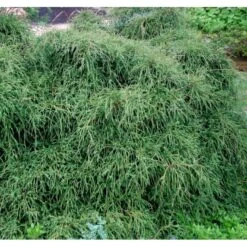 Tråd Ærtecypres 'Filifera Nana' Chamaecyprais Pisifera 'Filifera Nana' Potte 2,0 Liter,- 20-25 Cm. -Montoz Butik mi3394 chamaecyparis pisifera filifera nana 1652