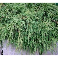 Tråd Ærtecypres 'Filifera Nana' Chamaecyprais Pisifera 'Filifera Nana' Potte 2,0 Liter,- 20-25 Cm. -Montoz Butik mi3394 chamaecyparis pisifera filifera nana 26a2