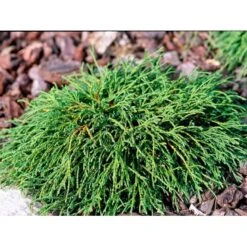 Tråd Ærtecypres 'Filifera Nana' Chamaecyprais Pisifera 'Filifera Nana' Potte 2,0 Liter,- 20-25 Cm. -Montoz Butik mi3394 chamaecyparis pisifera filifera nana 4782