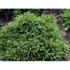 Japansk Kryptomeria 'Little Champion' Cryptomeria Japonica 'Little Champion' Potte 2,0 Liter,- 15-20 Cm. -Montoz Butik mi3399 cryptomeria japonica little champion 991b