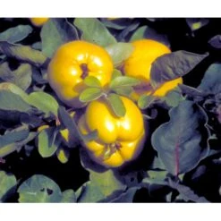 Æblekvæde 'Konstantinopel' Cydonia Oblonga 'Konstantinopel' Potte 7,5 Liter 125-150 Cm. -Montoz Butik mi3480 cydonia oblonga 2353