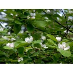 Æblekvæde 'Konstantinopel' Cydonia Oblonga 'Konstantinopel' Potte 7,5 Liter 125-150 Cm. -Montoz Butik mi3480 cydonia oblonga 2eac