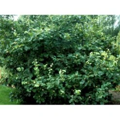 Æblekvæde 'Konstantinopel' Cydonia Oblonga 'Konstantinopel' Potte 7,5 Liter 125-150 Cm. -Montoz Butik mi3480 cydonia oblonga 44ca