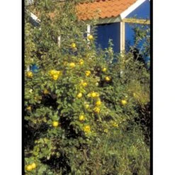 Æblekvæde 'Konstantinopel' Cydonia Oblonga 'Konstantinopel' Potte 7,5 Liter 125-150 Cm. -Montoz Butik mi3480 cydonia oblonga 5971