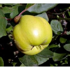 Pærekvæde 'Vranja' Cydonia Oblonga 'Vranja' 4-8 Grene. 120-160 Cm. Potte, (Kvæde A) -Montoz Butik mi3486 cydonia oblonga wranja 1610