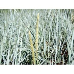 Marehalm Leymus Arenarius 10 Cm. Potte -Montoz Butik mi3511 leymus arenarius d1bf