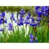 Sibirisk Iris Iris Sibirica 1 Liter Potte -Montoz Butik mi3515 iris sibirica c865