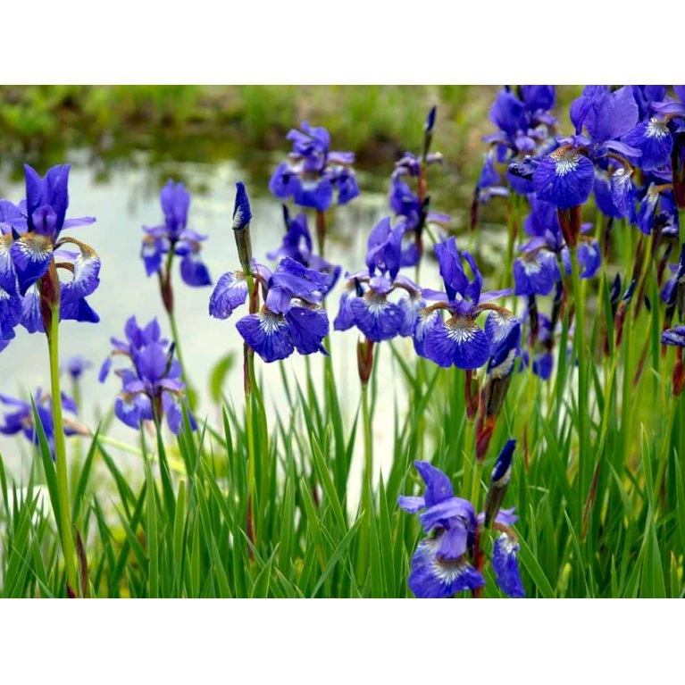 Sibirisk Iris Iris Sibirica 1 Liter Potte 3 Sibirisk Iris Iris Sibirica 1 Liter Potte