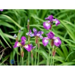 Sibirisk Iris 'Having Fun' Iris Sibirica 'Having Fun' 1 Liter Potte -Montoz Butik mi3524 iris sibirica helen astor 3d9e