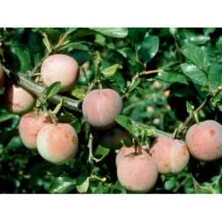 Blomme 'Althans Reine Claude' Prunus Domestica 'Althans Reine Claude' 4-8 Grene, 130-170 Cm. 10 Liter Potte. (S.J.A.) -Montoz Butik mi355 prunus domestica althans reine claude 1b5b