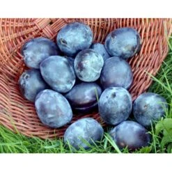 Blomme 'Italiensk Sveske' Prunus Domestica 'Italiensk Sveske' 4-8 Grene, 130-170 Cm. 10 Liter Potte. (S.J.A.) -Montoz Butik mi357 prunus domestica italiensk sveske 4d38