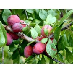 Blomme 'Opal' Prunus Domestica 'Opal' Dværgtræ, 3-5 Grene, 6,7 Liter Potte, 80-100 Cm. -Montoz Butik mi359 prunus domestica opal 72aa