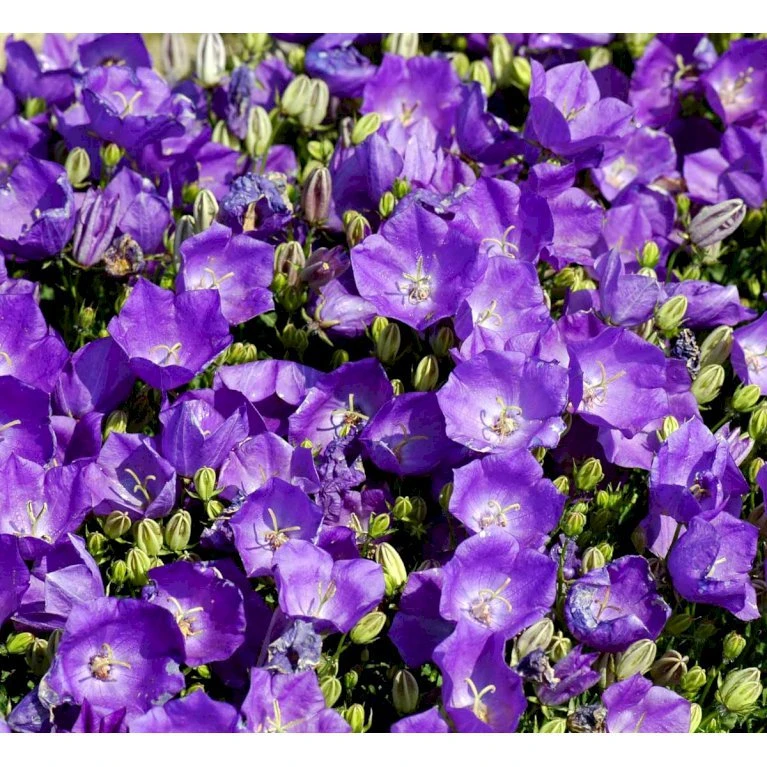 Karparterklokke 'Perla Blue' Campanula Carpatica 'Perla Blue' 10 Cm. Potte 5 Karparterklokke 'Perla Blue' Campanula Carpatica 'Perla Blue' 10 Cm. Potte - Billede 3