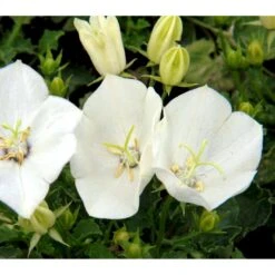 Karpaterklokke Campanula Carpatica 'Perla White' 10 Cm. Potte