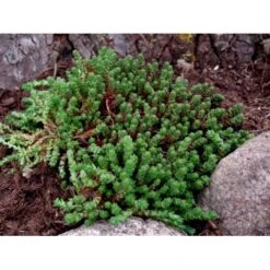 Bidende Stenurt Sedum Acre 10 Cm. Potte -Montoz Butik mi3653 sedum acre 3a89