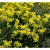 Bidende Stenurt Sedum Acre 10 Cm. Potte -Montoz Butik mi3653 sedum acre 3b6f