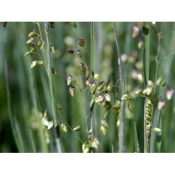 Hjertegræs Briza Media 1 Liter Potte -Montoz Butik mi365 briza media 0234