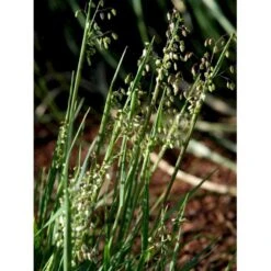 Hjertegræs Briza Media 1 Liter Potte -Montoz Butik mi365 briza media 1394