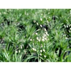 Hjertegræs Briza Media 1 Liter Potte -Montoz Butik mi365 briza media 4f4b