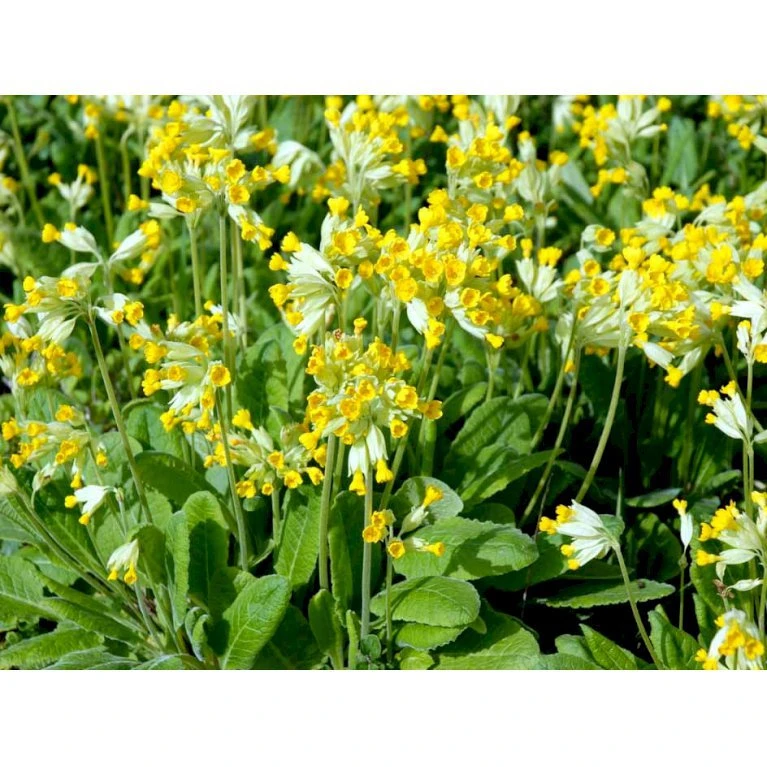 Hulkravet Kodriver Primula Veris 1 Liter Potte 5 Hulkravet Kodriver Primula Veris 1 Liter Potte - Billede 3