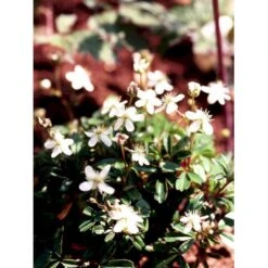 Potentilla 'Nuuk' Potentilla Tridentata 'Nuuk' 10 Cm. Potte -Montoz Butik mi3690 potentilla tridentata nuuk 12b3