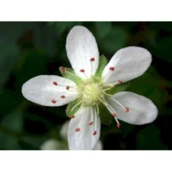 Potentilla 'Nuuk' Potentilla Tridentata 'Nuuk' 10 Cm. Potte -Montoz Butik mi3690 potentilla tridentata nuuk 18a8