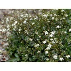 Potentilla 'Nuuk' Potentilla Tridentata 'Nuuk' 10 Cm. Potte -Montoz Butik mi3690 potentilla tridentata nuuk 4853