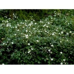 Potentilla 'Nuuk' Potentilla Tridentata 'Nuuk' 10 Cm. Potte -Montoz Butik mi3690 potentilla tridentata nuuk eb54