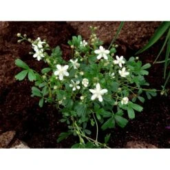 Potentilla 'Nuuk' Potentilla Tridentata 'Nuuk' 10 Cm. Potte -Montoz Butik mi3690 potentilla tridentata nuuk efed