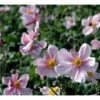 Høstanemone 'Königin Charlotte' Anemone Japonica 'Königin Charlotte' 1 Liter Potte -Montoz Butik mi3694 anemone x hybrida koenigin charlotte 4a9a