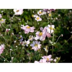 Høstanemone 'Königin Charlotte' Anemone Japonica 'Königin Charlotte' 1 Liter Potte -Montoz Butik mi3694 anemone x hybrida koenigin charlotte 6e1b