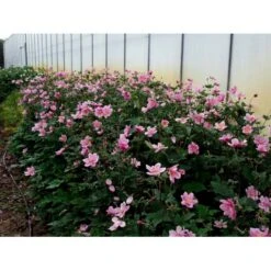 Høstanemone 'Königin Charlotte' Anemone Japonica 'Königin Charlotte' 1 Liter Potte -Montoz Butik mi3694 anemone x hybrida koenigin charlotte 86c9