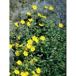 Soløje 'Golden Queen' Helianthemum Hybrid 'Golden Queen' 10 Cm. Potte -Montoz Butik mi3698 helianthemum golden queen cf5b