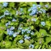 Kærmindesøster Brunnera Macrophylla 1 Liter Potte -Montoz Butik mi370 brunnera macrophylla 011a