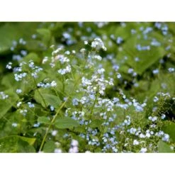 Kærmindesøster Brunnera Macrophylla 1 Liter Potte -Montoz Butik mi370 brunnera macrophylla 684a