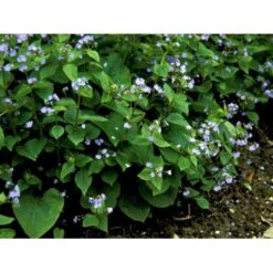 Kærmindesøster Brunnera Macrophylla 1 Liter Potte -Montoz Butik mi370 brunnera macrophylla 80d7