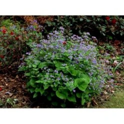 Kærmindesøster Brunnera Macrophylla 1 Liter Potte -Montoz Butik mi370 brunnera macrophylla 89a1