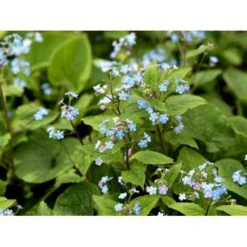 Kærmindesøster Brunnera Macrophylla 1 Liter Potte -Montoz Butik mi370 brunnera macrophylla 8e5e